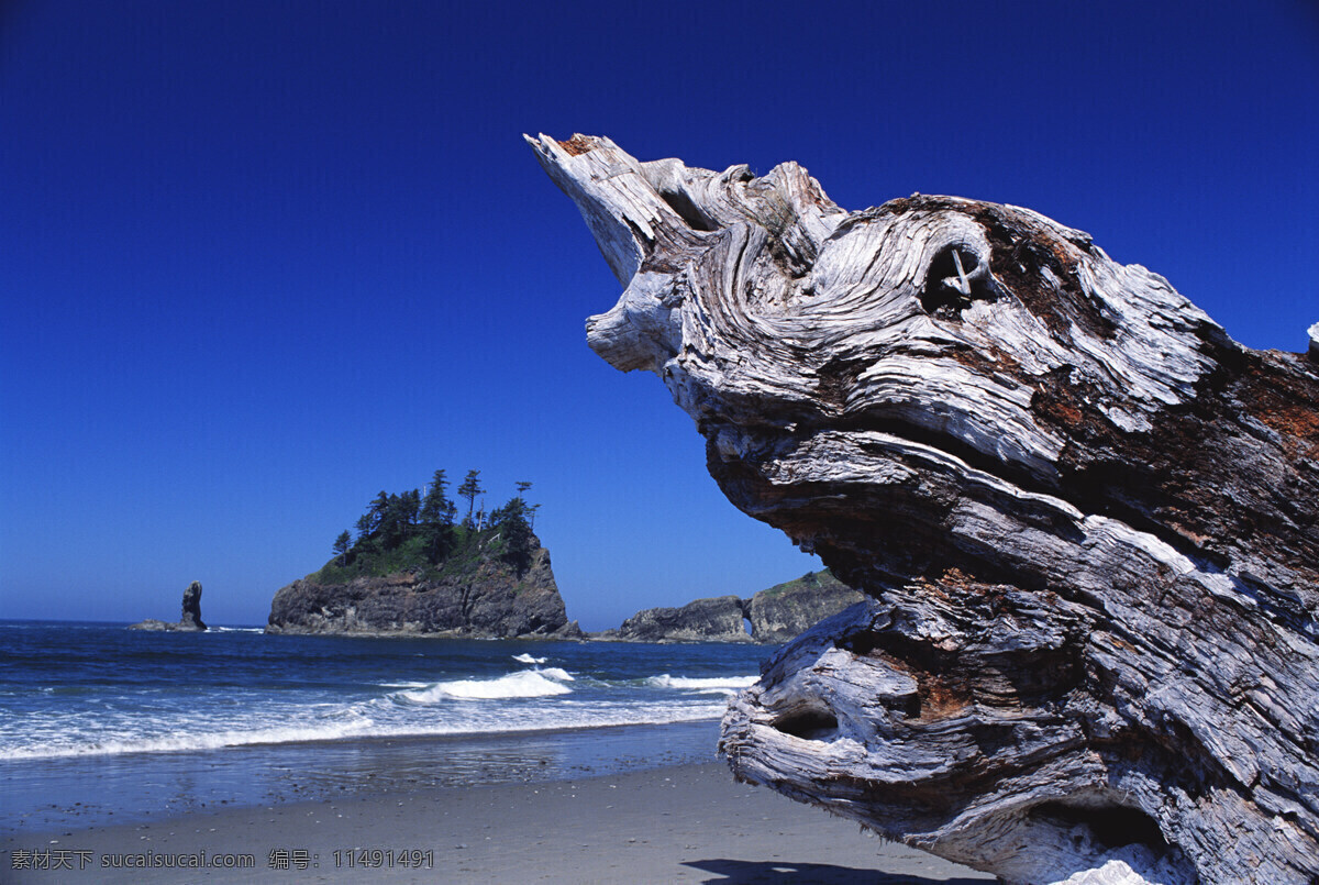 枯树干 特写 岸边 沙滩 海浪 蓝天 礁石 树木树叶 生物世界