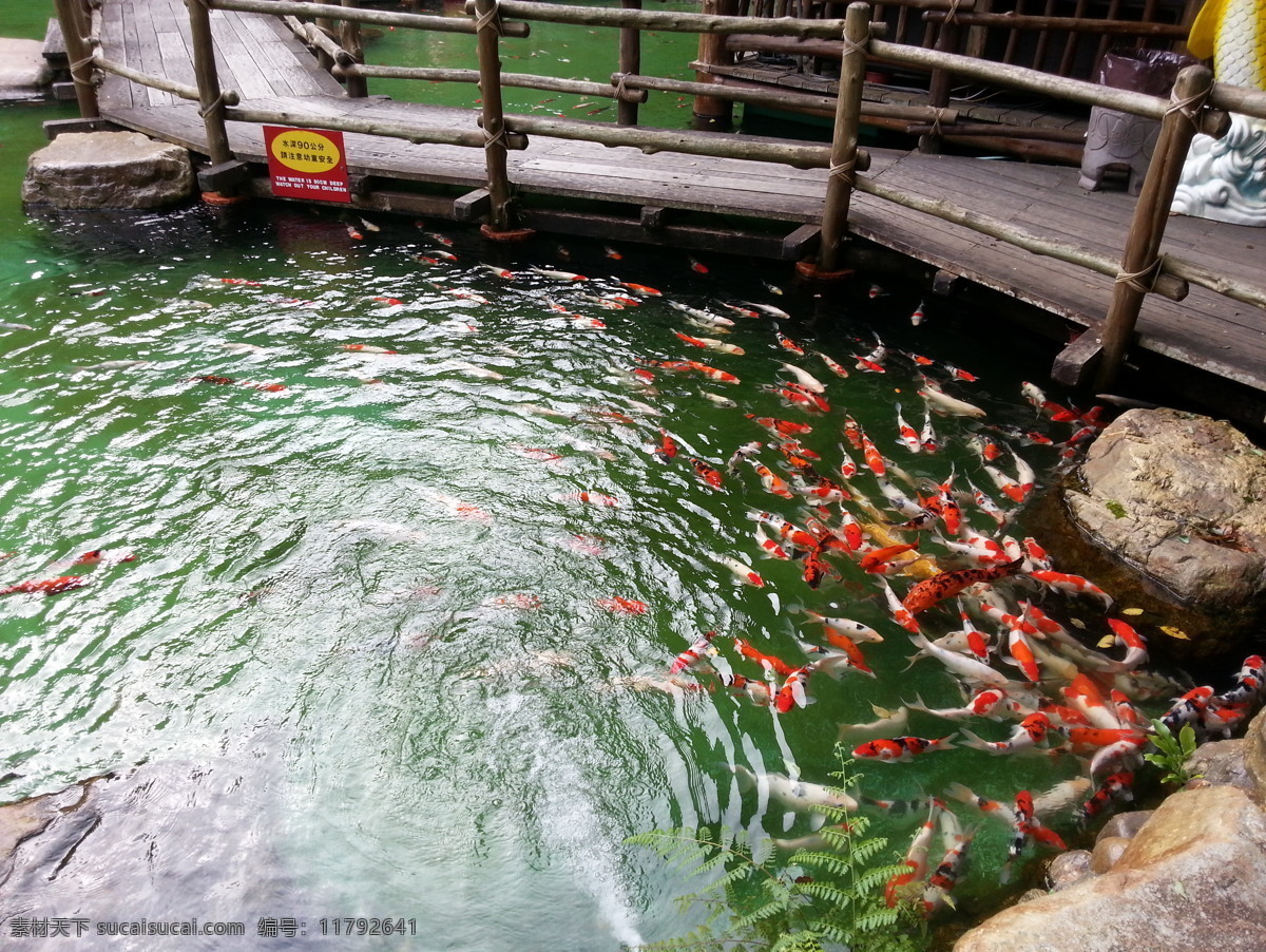 台湾免费下载 风光 金鱼 民俗 生物世界 台湾 鱼类 日月潭