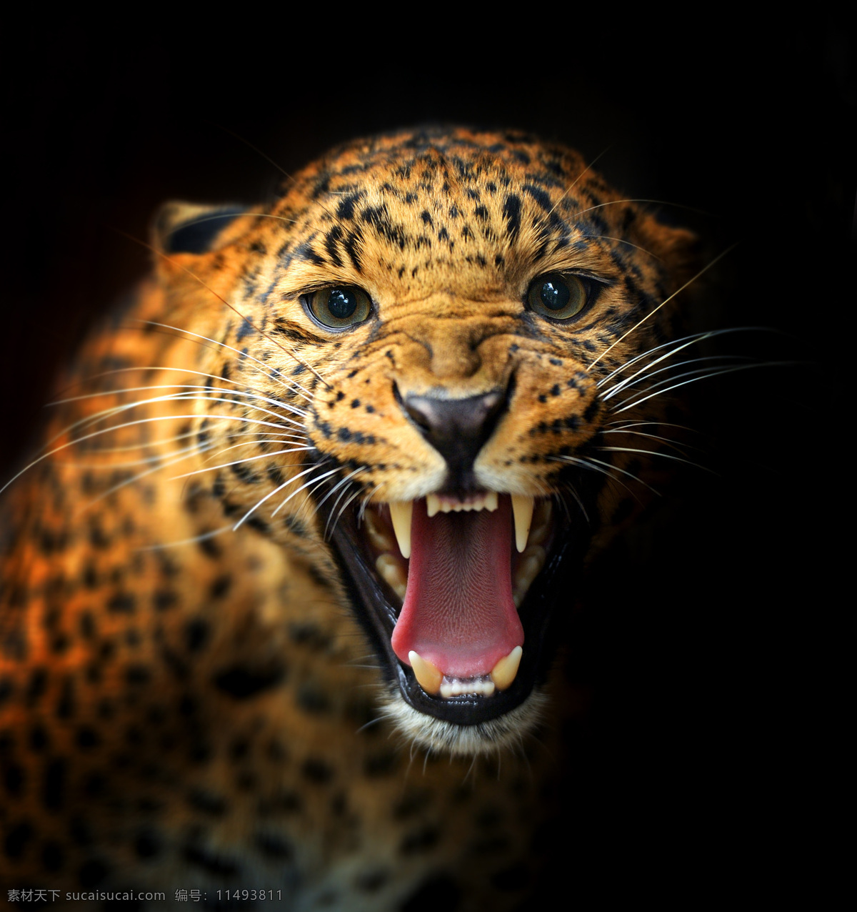 张开 嘴巴 豹子 张嘴 猎豹 金钱豹 野生动物 动物摄影 陆地动物 生物世界
