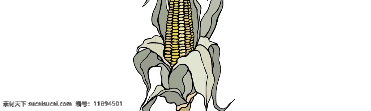 玉米 农作物 玉米棒 带叶玉米棒 玉米矢量 包装设计