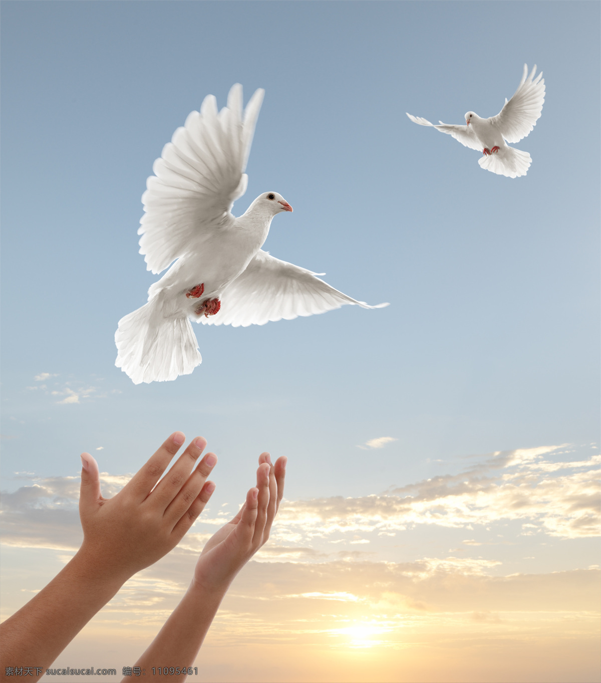 放飞 和平鸽 放飞白鸽 放飞梦想 白鸽 鸽子 飞翔的白鸽 空中飞鸟 生物世界