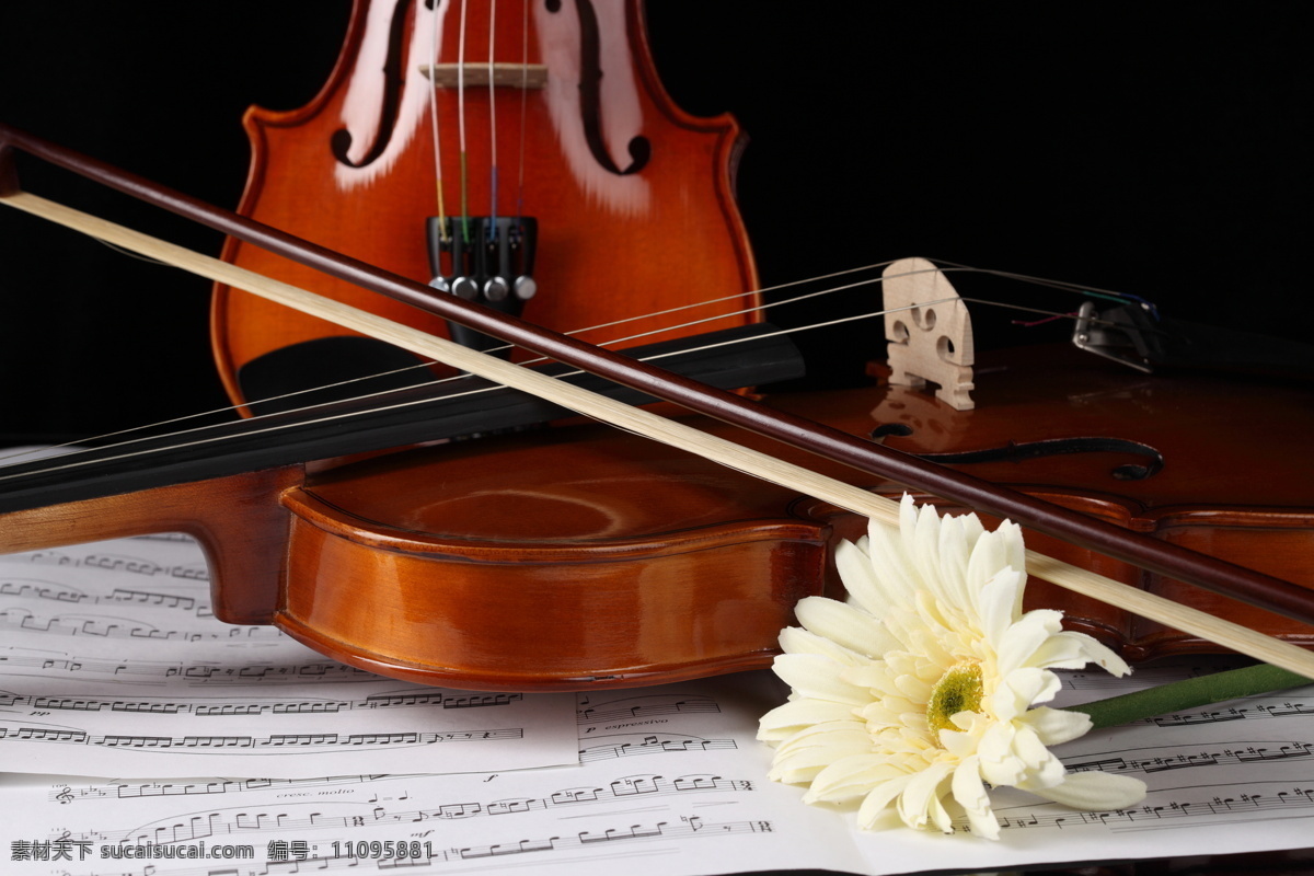 小提琴与音符 小提琴 乐谱 音符 中提琴 文化艺术 花 鲜花 音乐 影音娱乐 生活百科 黑色