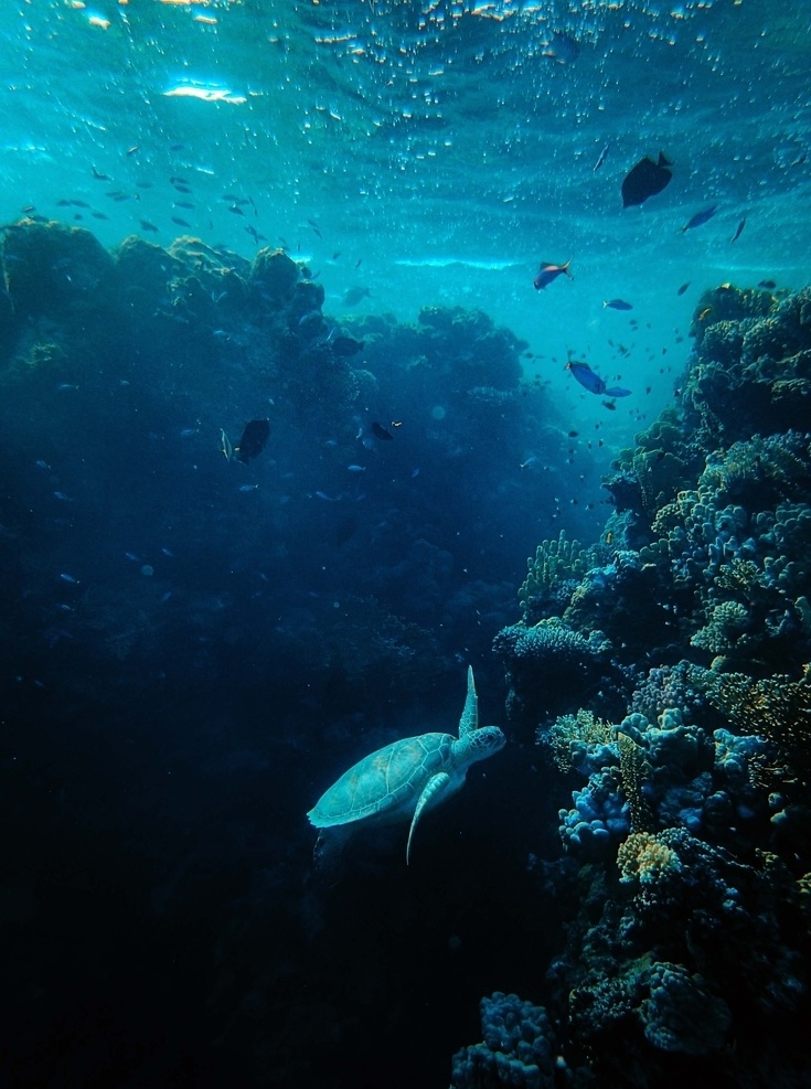 海底风光 海洋深处 海洋底部 海洋背景 蓝色海洋 珊瑚 海底植物 海底生物 海洋动物 深海 鱼群 潜水 大鱼 海鱼 蓝海 波浪 鱼 风景 生物世界 海洋生物