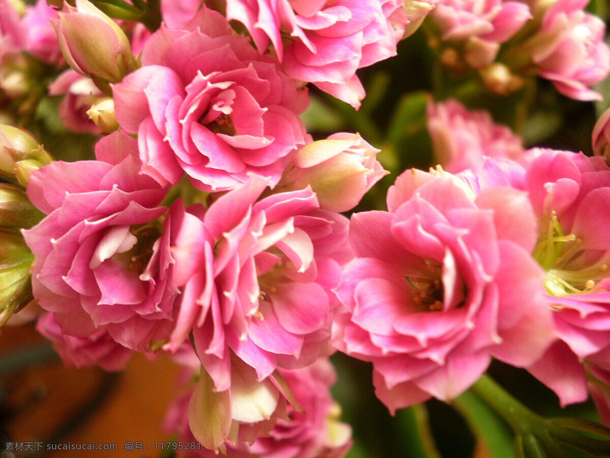 大自然 粉红色 花苞 花草 花朵 花卉 花盆 花蕊 绽放 花心 水滴 花束 长寿 花 长寿花 切花 生物世界 盆栽 psd源文件