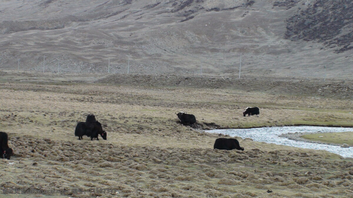 悠闲 牦牛 西藏风景 悠闲的牦牛 风景 生活 旅游餐饮