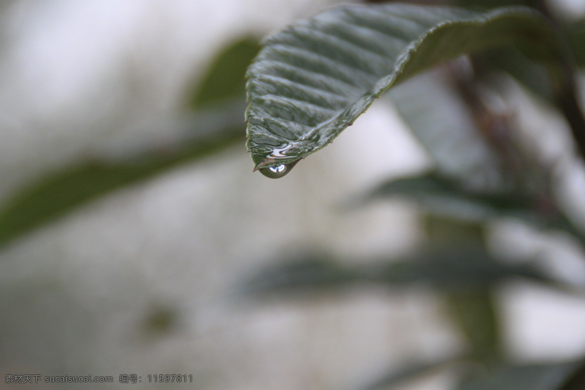 水珠免费下载 露水 露珠 枇杷 生物世界 树木树叶 树叶 水滴 水珠 枇杷树叶 psd源文件