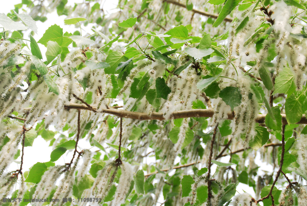 杨絮美丽 杨絮 白色 杨树 三月 公园摄影 浪漫 毛绒绒 树木类 树木树叶 生物世界