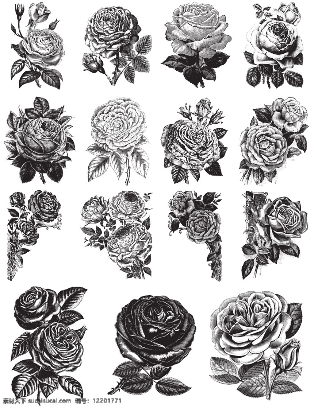 黑白 手绘 玫瑰花 插画 植物 艺术 创意 花朵