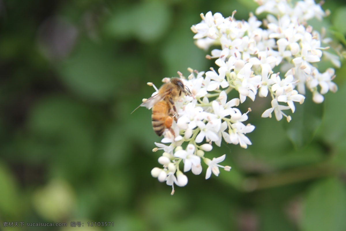 蜂与女贞 蜂 女贞 自然 植物 昆虫 园艺 艺术 生物世界 花草