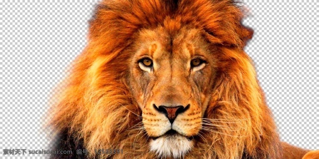 狮子图片 狮子 公狮 母狮 狮 小狮子 大狮子 狻猊 非洲狮 png图 透明图 免扣图 透明背景 透明底 抠图 生物世界 野生动物
