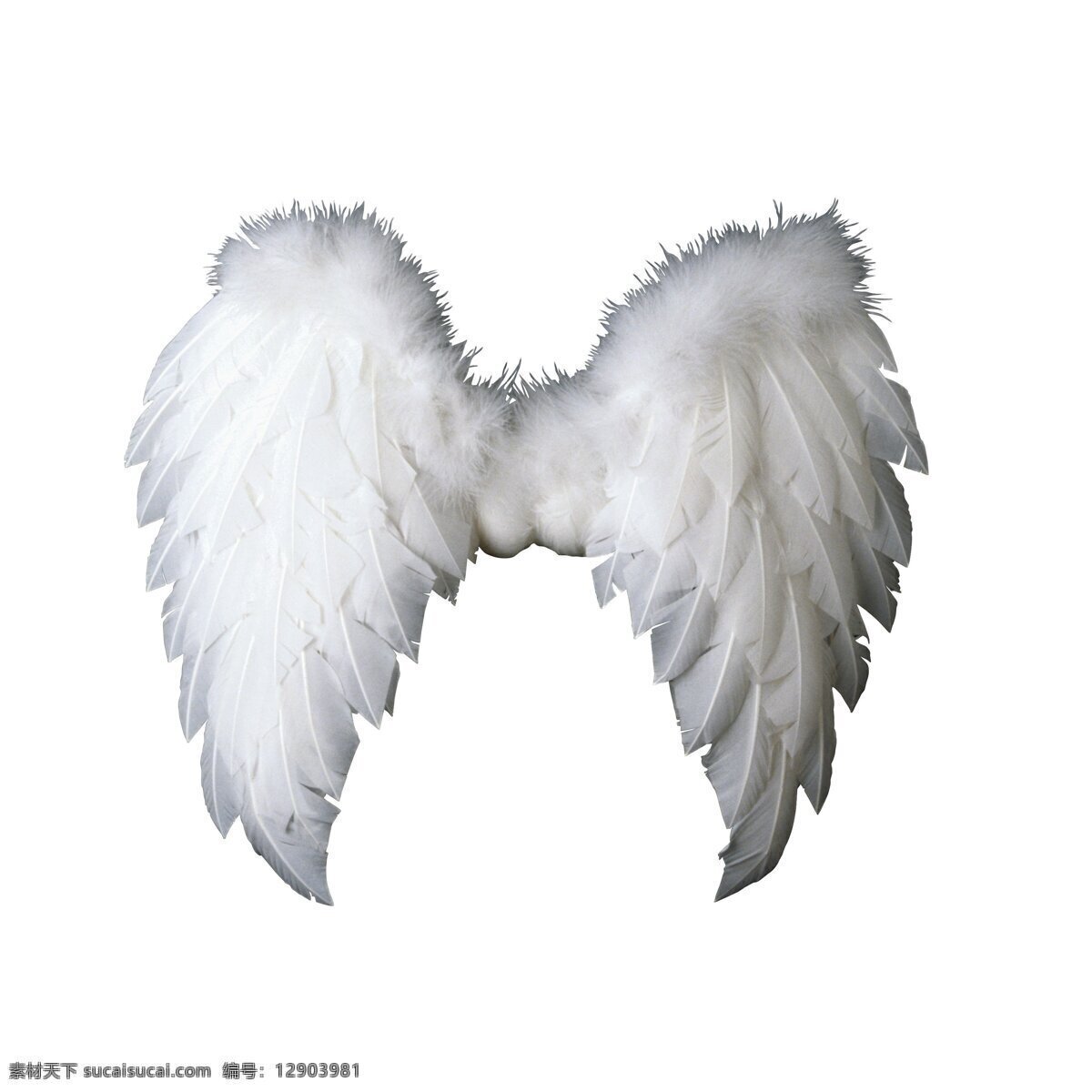 天使 翅膀 鸟类 摄影图库 生物世界 天使的翅膀 信仰 羽毛 宗教 psd源文件