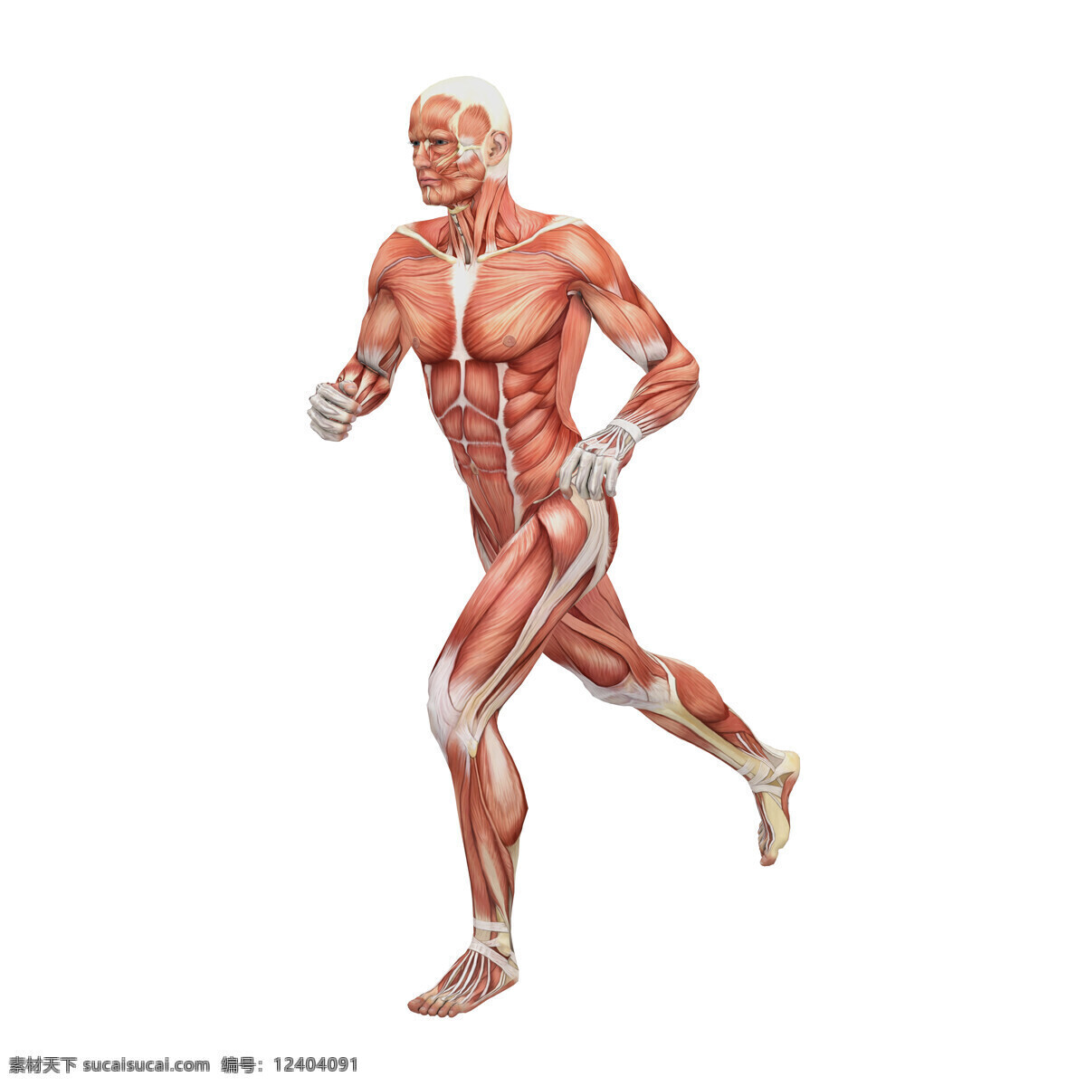 男性人体 人体肌肉 肌肉 人体结构 人体解刨 西医 医院 人体构造 皮下肌肉 医学 人体工学 女性肌肉 女性器官 肌肉分布 肌肉结构 人体研究 生命科技 立体人体 三维人体 人物图库 其他人物