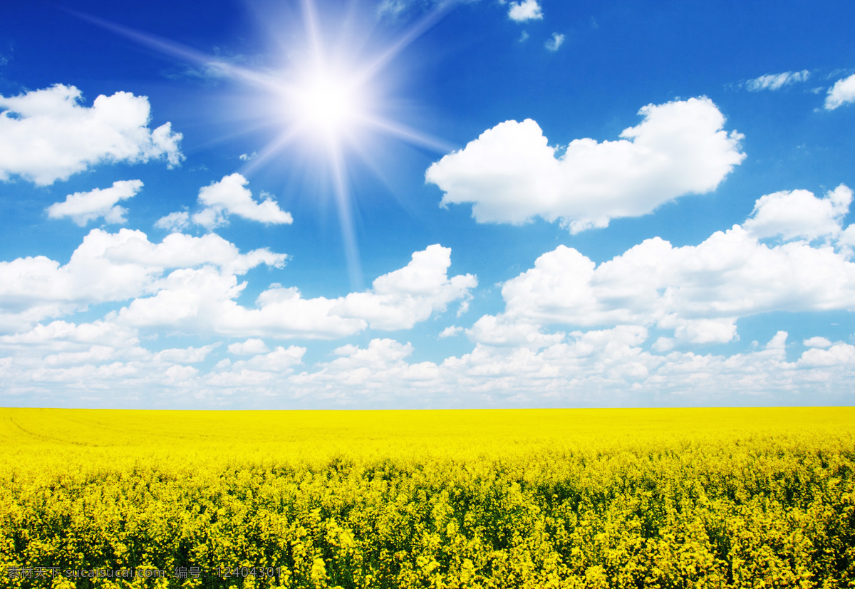 蓝天 下 油菜 田园风光 油菜花 田园 黄色花朵 花海 蓝天白云 自然风景 高清图片 摄影图片 自然景观 白色