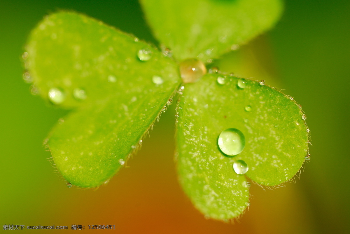 池塘 春天 花草 晶莹 露水 绿叶 生物世界 上 水珠 绿叶上的水珠 叶 水滴 水 雨水 滋润 植物园