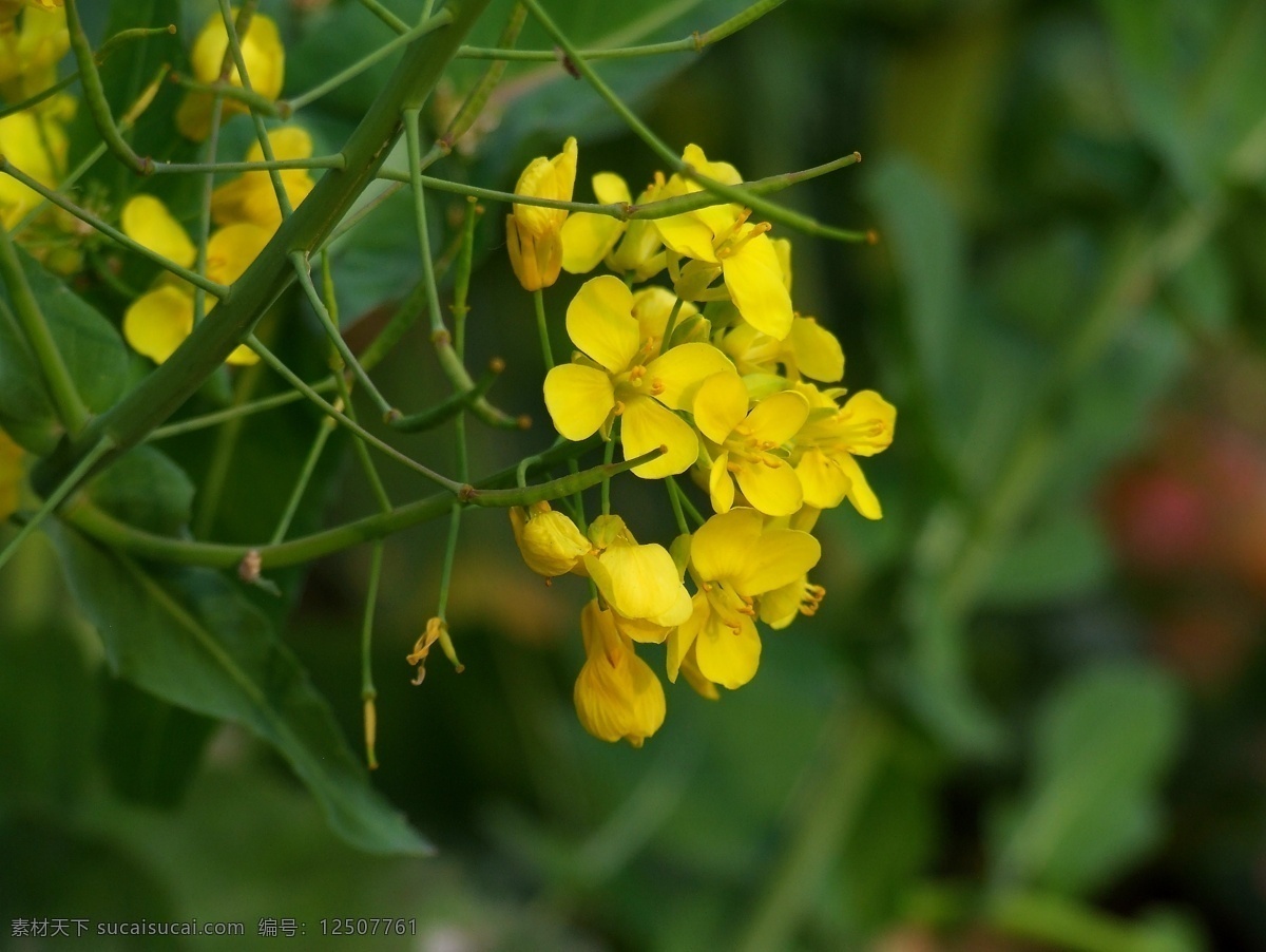 油菜花 春天 花草 花卉 黄花 生物世界 植物 psd源文件