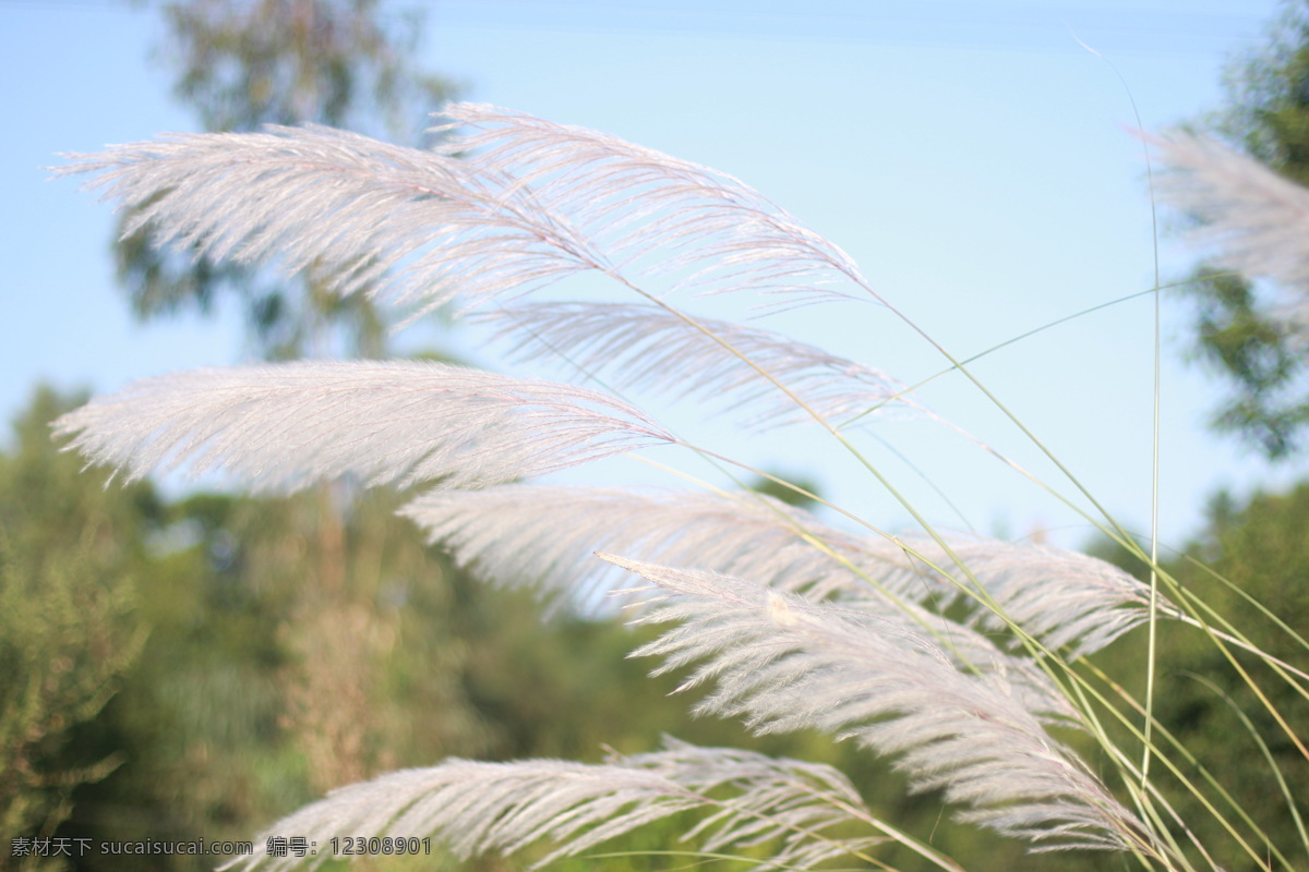 芦苇 芦花 蓝天 原野 花草 生物世界