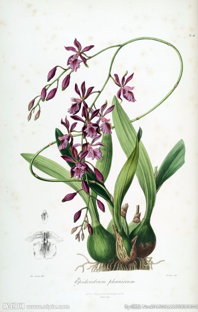 兰花 手绘花卉 植物图谱 花卉 蝴蝶 装饰画素材 无框画 绘画 插画 图书扫描影印 手绘花纹 精美花纹 兰花贴图 简洁 移门设计 彩色花朵 手绘设计 手绘花朵 底纹 花纹 漂亮花纹 花纹素材 手绘花 流行 大气 手绘 彩色设计 生物世界 花草 兰花2