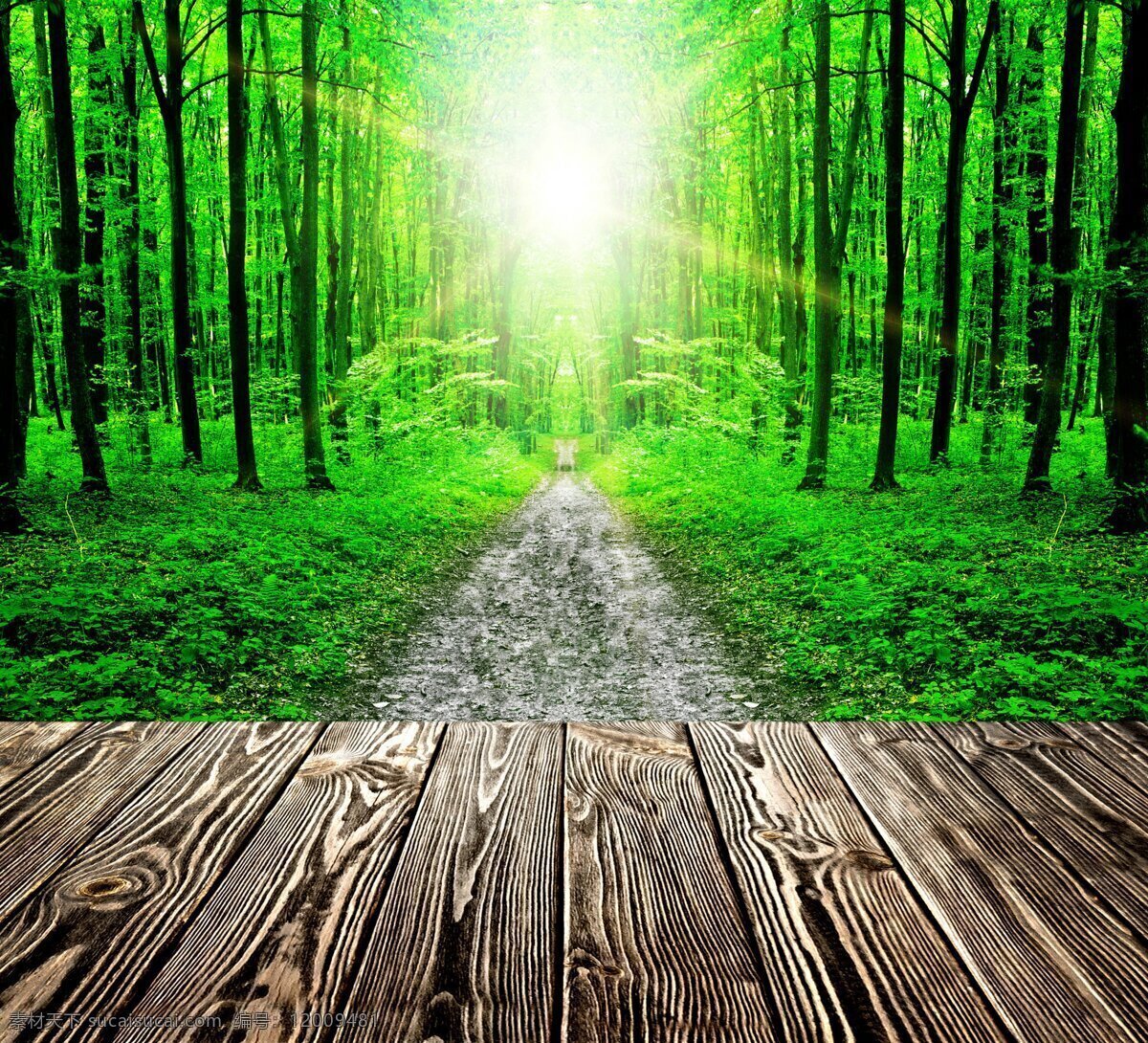木板图片 木板 地板 地板广告 森林 树林 绿树 大树 春天 景观 风景 景色 山水 自然 绿色 家居 设计景观 自然风光 自然景观 自然风景专辑 自然风景