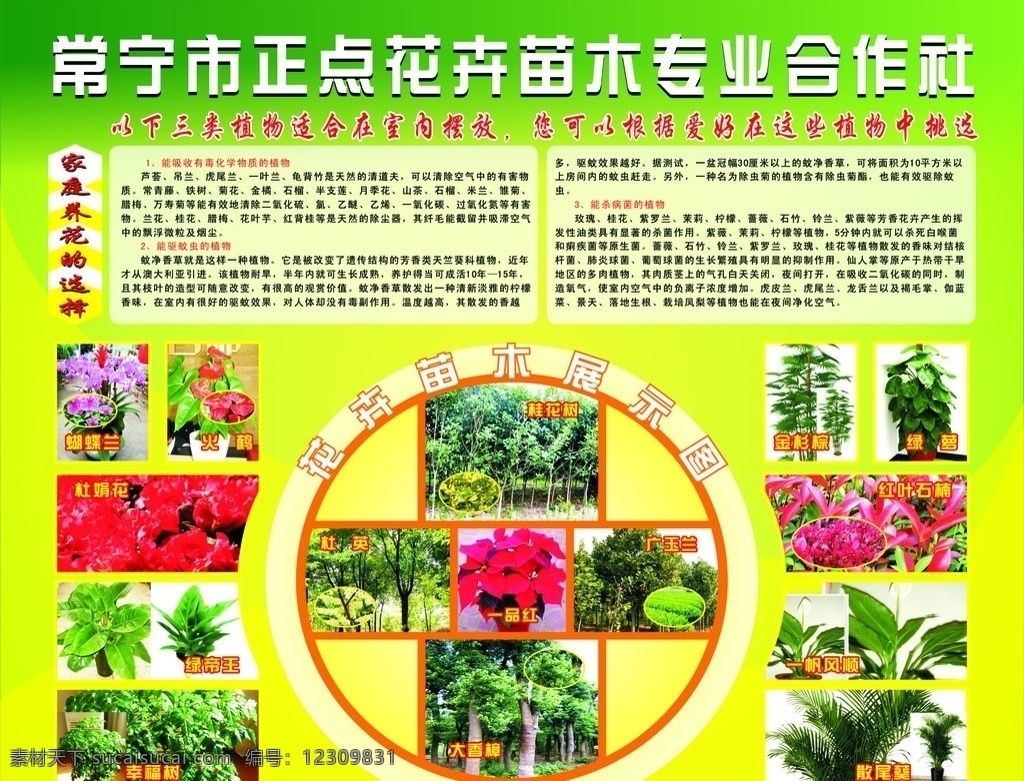 花卉苗木 展示 图 绿色 包装设计 矢量