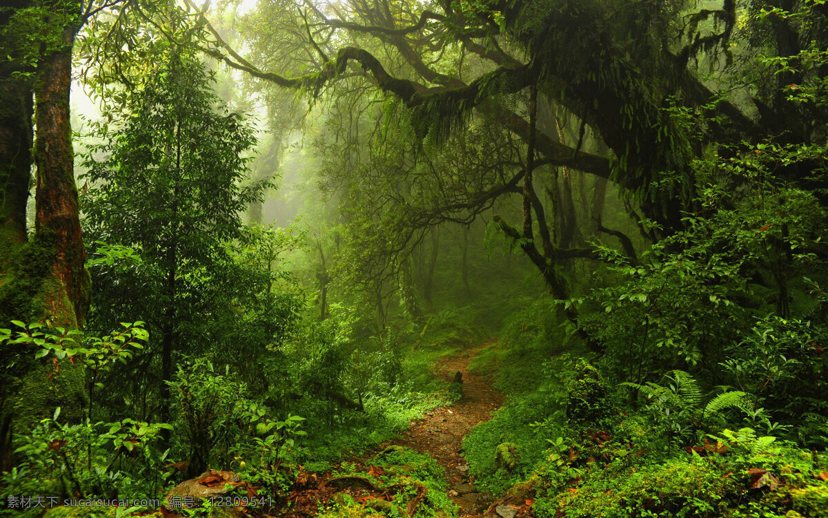 热带雨林 绿色植物 风景 唯美 护眼 自然 自然景观 自然风景