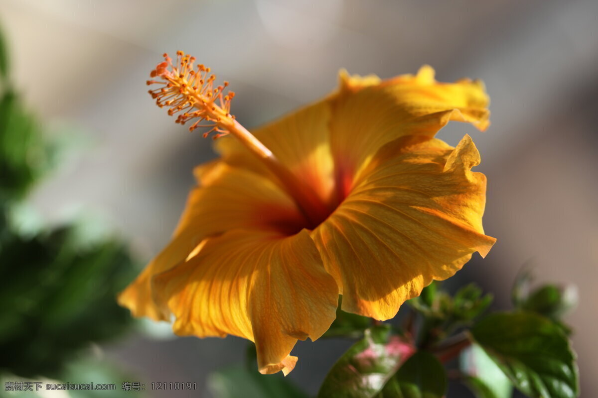 木槿花特写