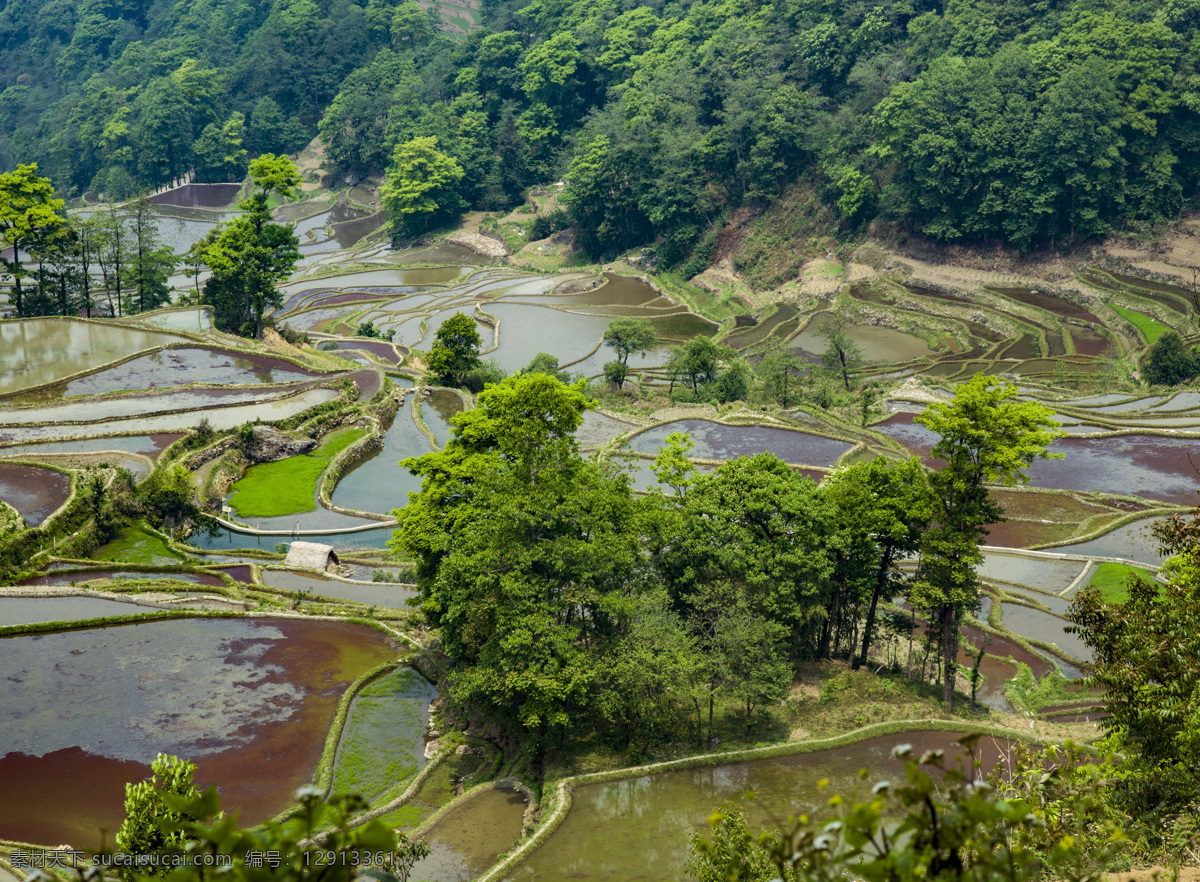 梯田风光摄影 风景 风光 高清 原图 植物 田地 秀丽 梯田