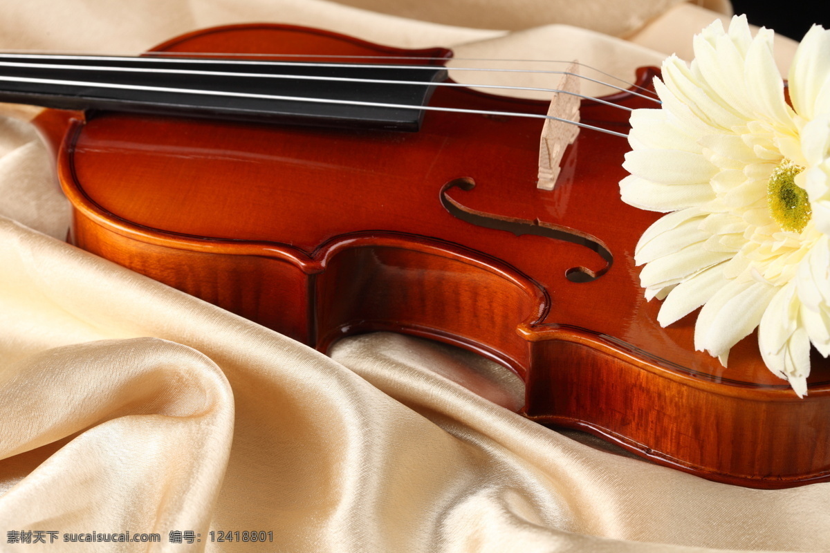 小提琴与鲜花 小提琴 中提琴 文化艺术 音乐 花 鲜花 影音娱乐 生活百科 白色