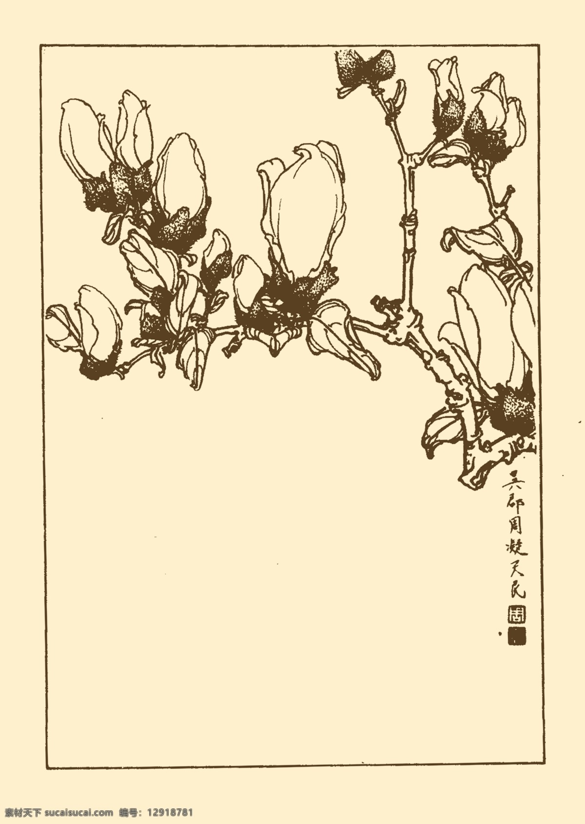 辛夷 白描 花卉 花草 植物 国画 中国画 线画 线稿 花卉白描 分层 源文件