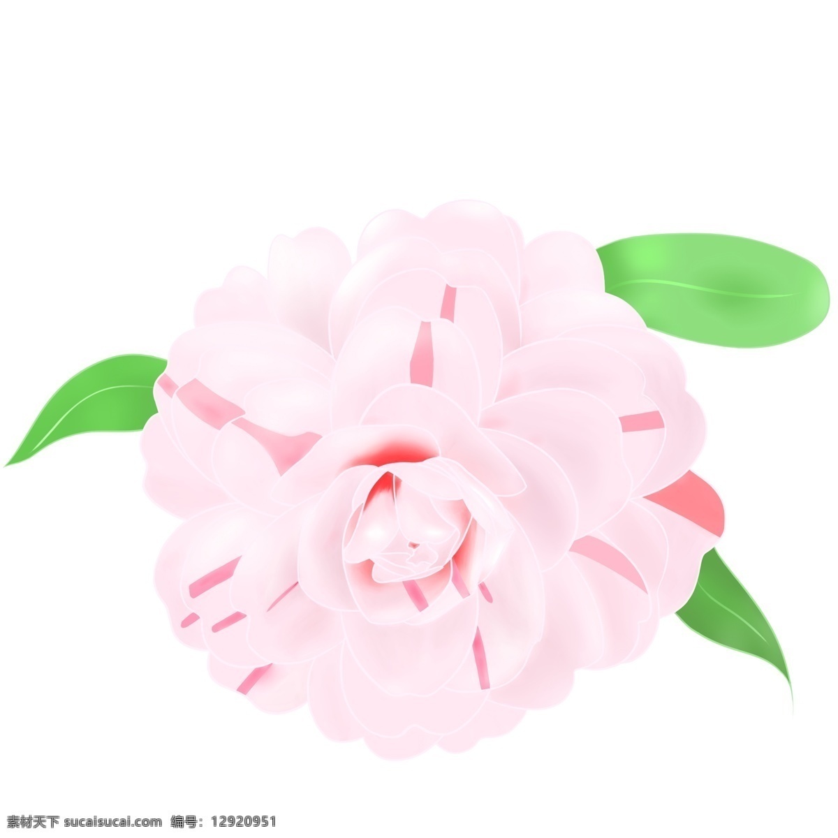 粉色 山茶花 花朵 粉色花卉 植物花朵