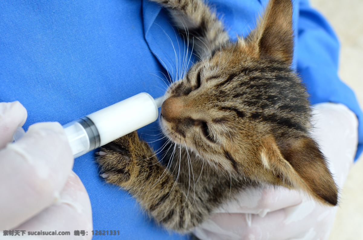 打针的小猫 打针 小猫 猫咪 宠物 猫科动物 野生动物 动物世界 陆地动物 动物摄影 生物世界 蓝色