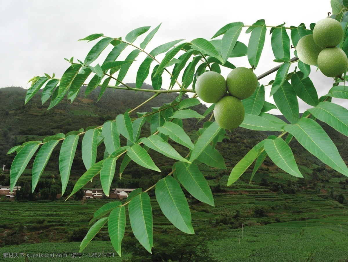 核桃 核桃树 核桃枝 核桃果 绿色植物 果实 枝叶 树枝 植物 经济林果 自然景观 自然风景 分层 风景 源文件库