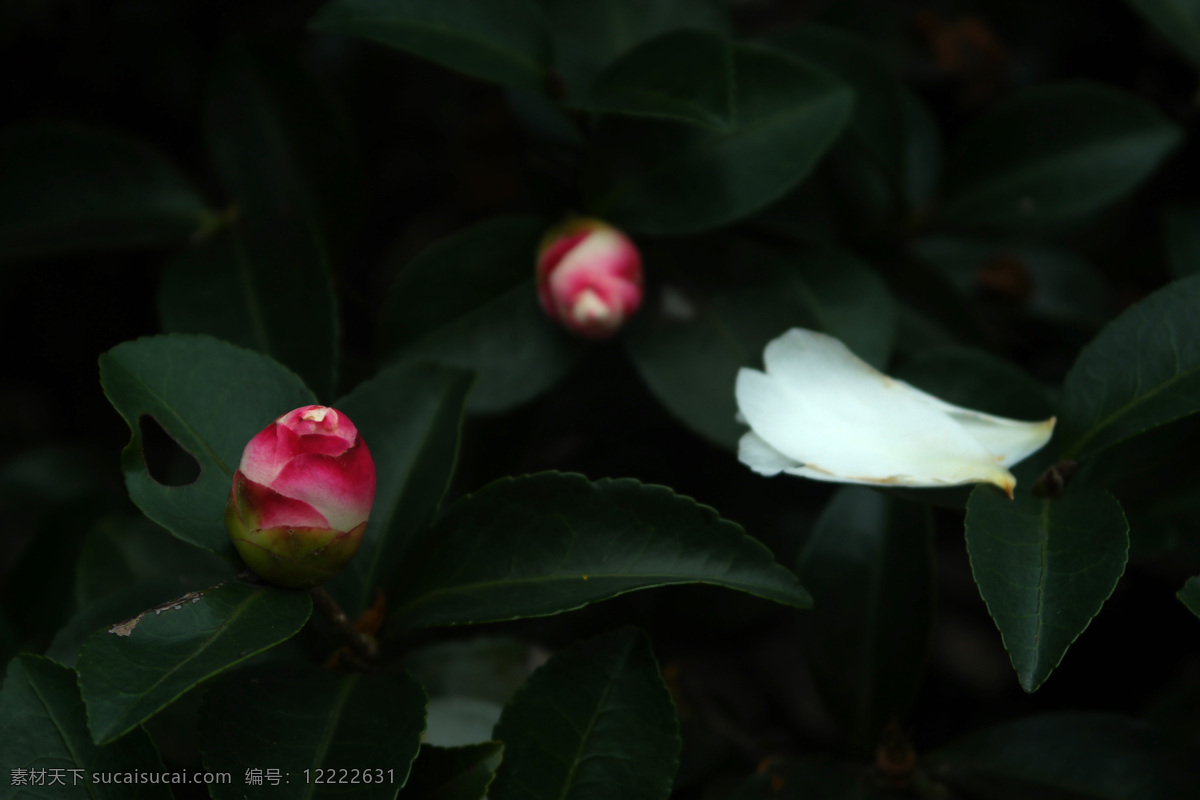 粉白茶花 山茶花 茶花 重瓣茶花 白山茶花 粉白山茶花 生物世界 花草