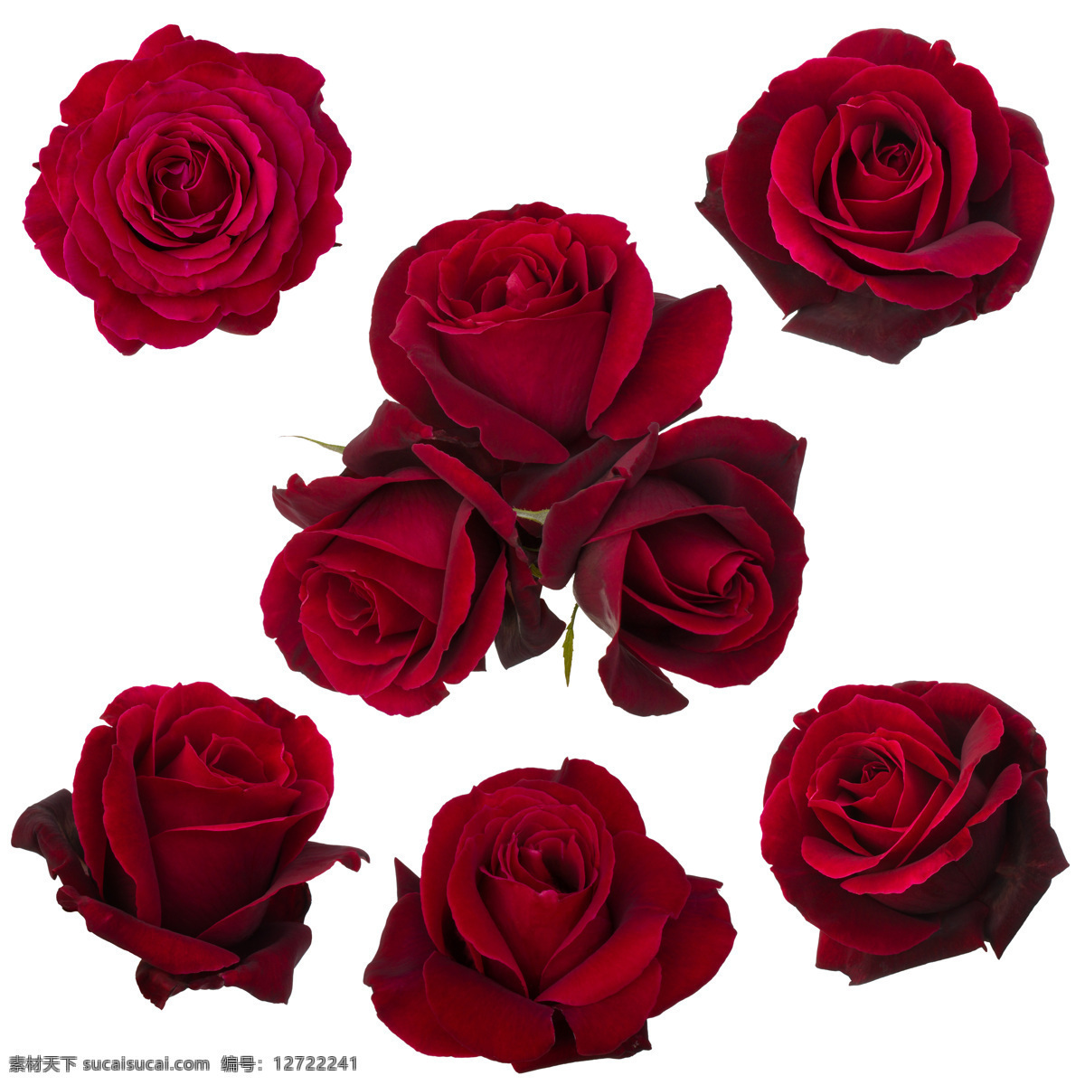 玫瑰花图片 花苞 花蕾 花瓣 红色玫瑰 玫瑰高清图 自然景观