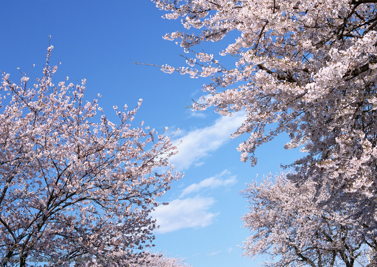 树 木 花 草 天 空 蓝色