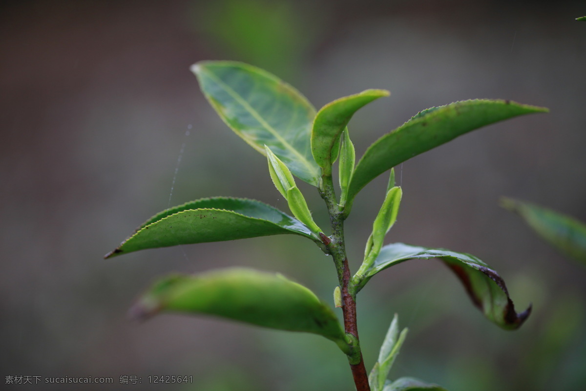 白毫银针 茶芽 茶树 春茶 茶叶 生物世界 树木树叶