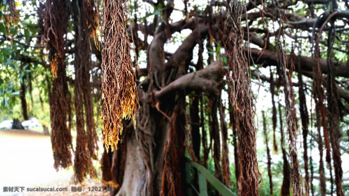 澳大利亚 公园 枯藤老树 树木 植物园 旅游摄影 国外旅游