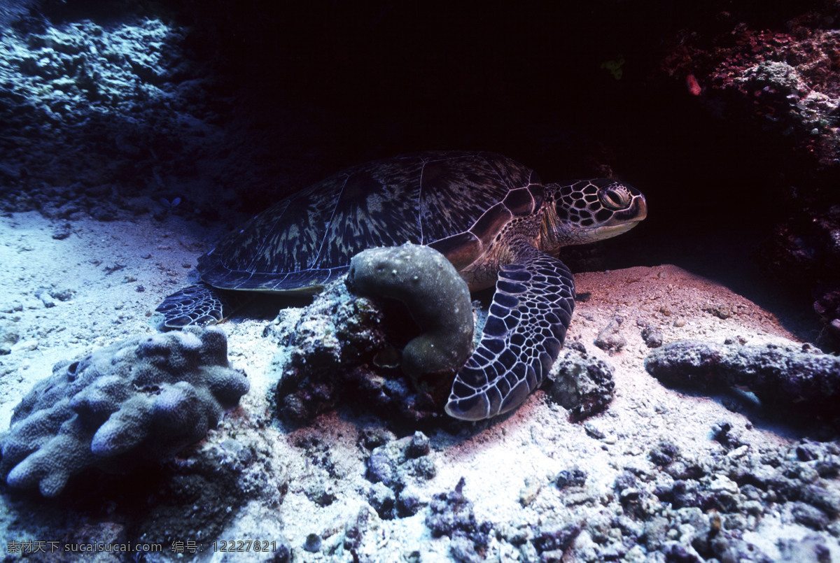 深海免费下载 安静 海胆 海底世界 海星 礁石 潜水员 珊瑚 深海 生物 水母 鱼群 探秘 鱼 生物世界