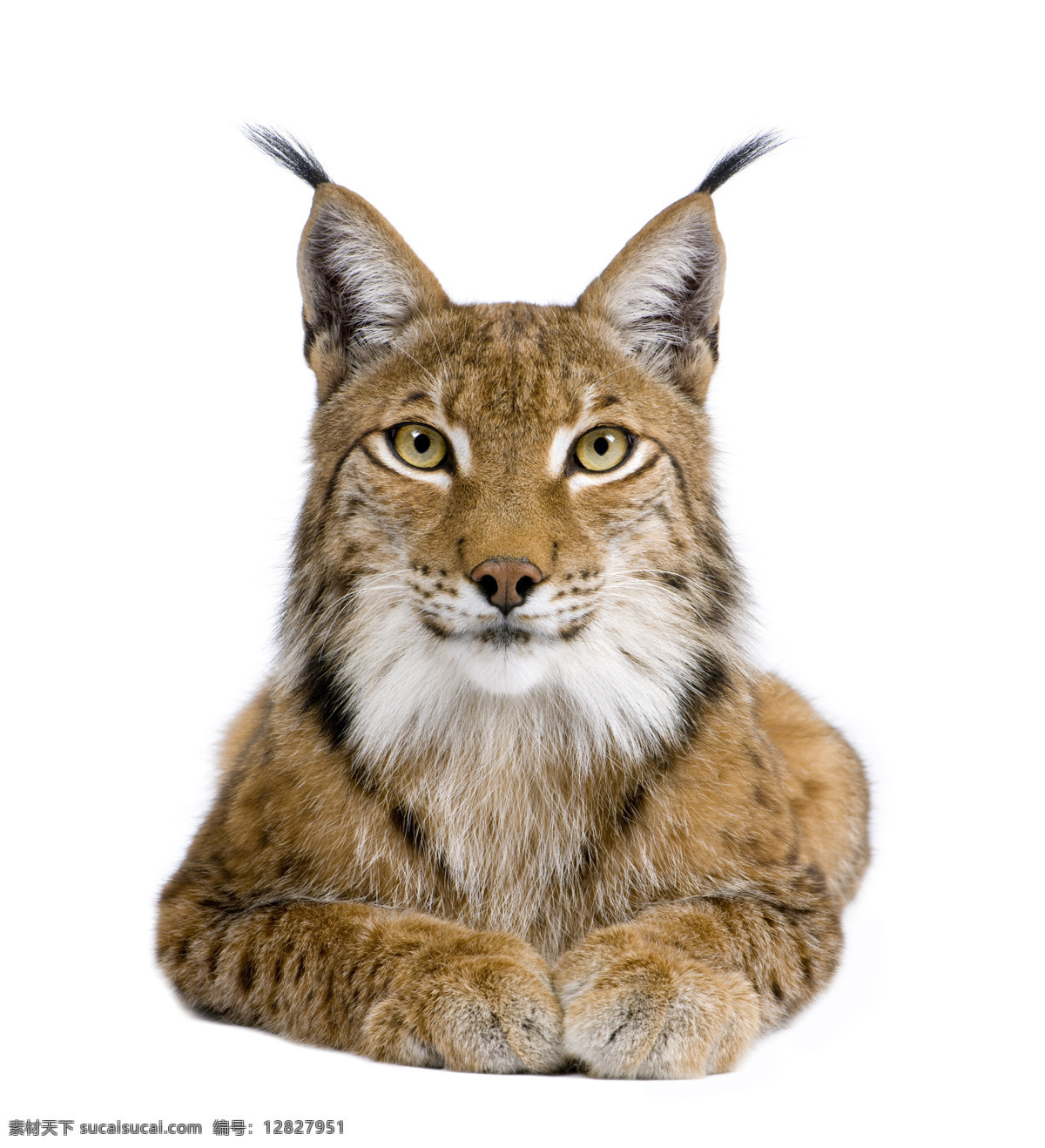 野生大猫素材图片下载-素材编号12827951-素材天下图库