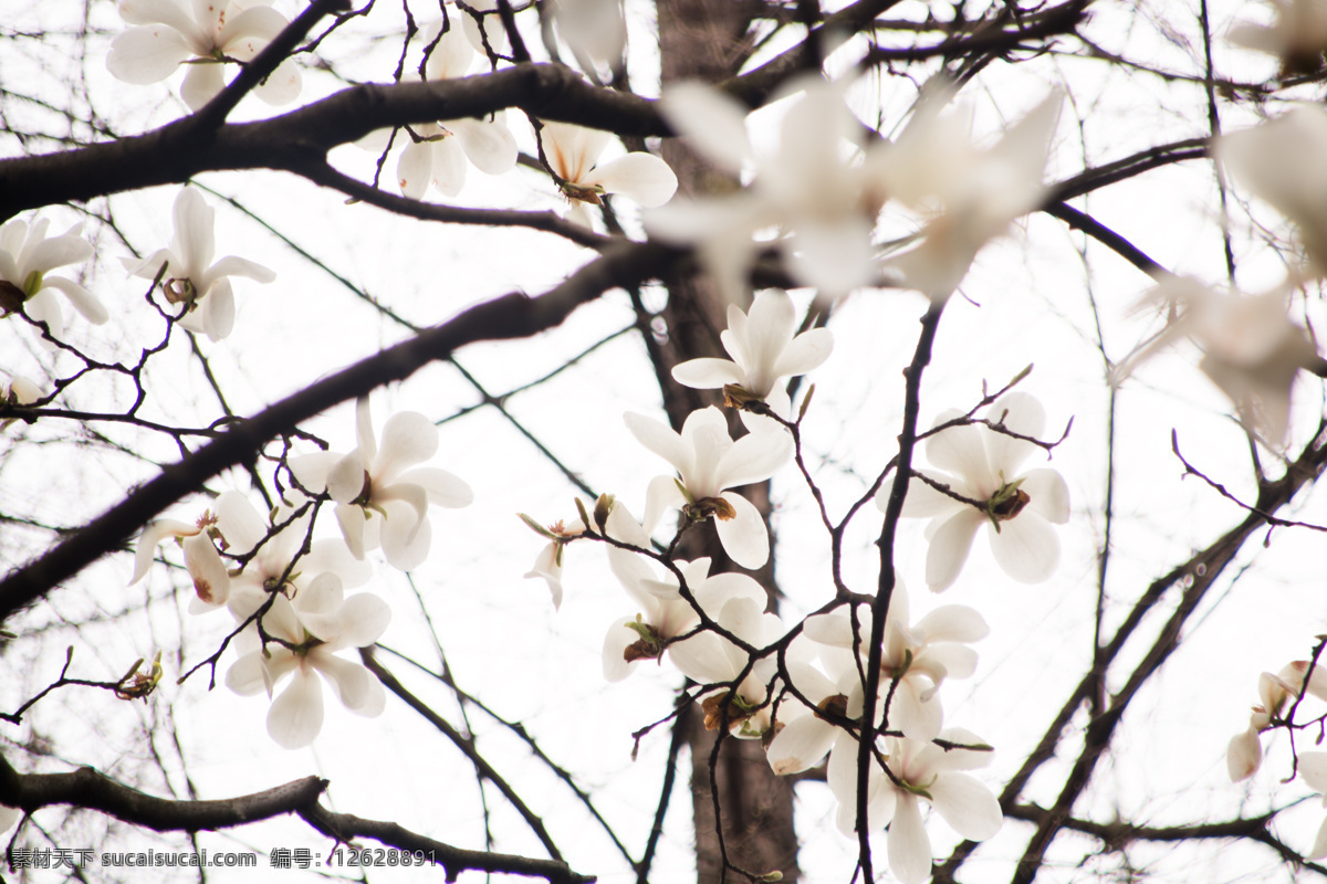 白色 玉兰花 春季 花朵 花朵图片 玉兰 树枝 枝丫 白色花 花
