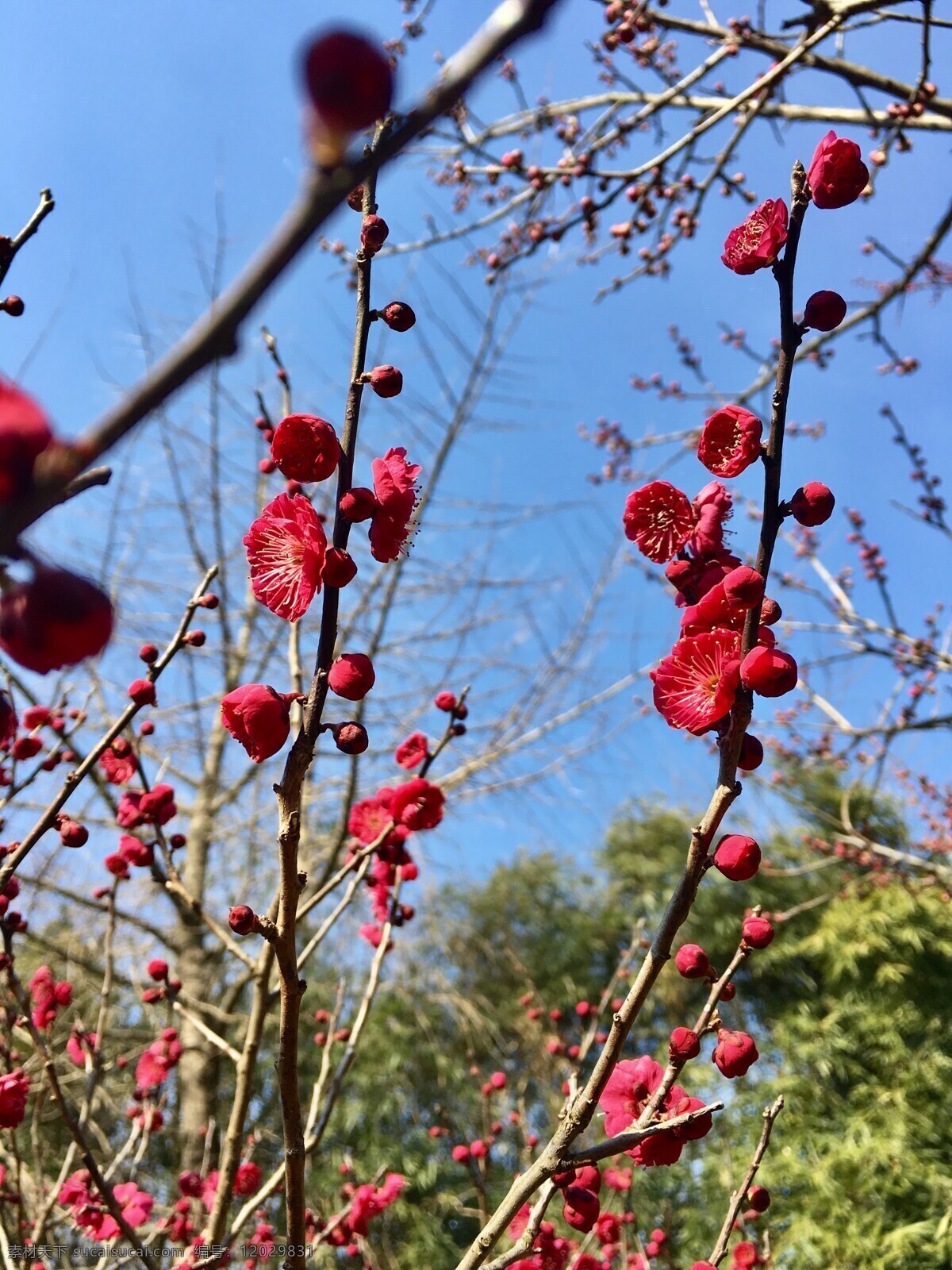 春之红梅 早春 二月 无锡 梅园 梅花 生物世界 花草