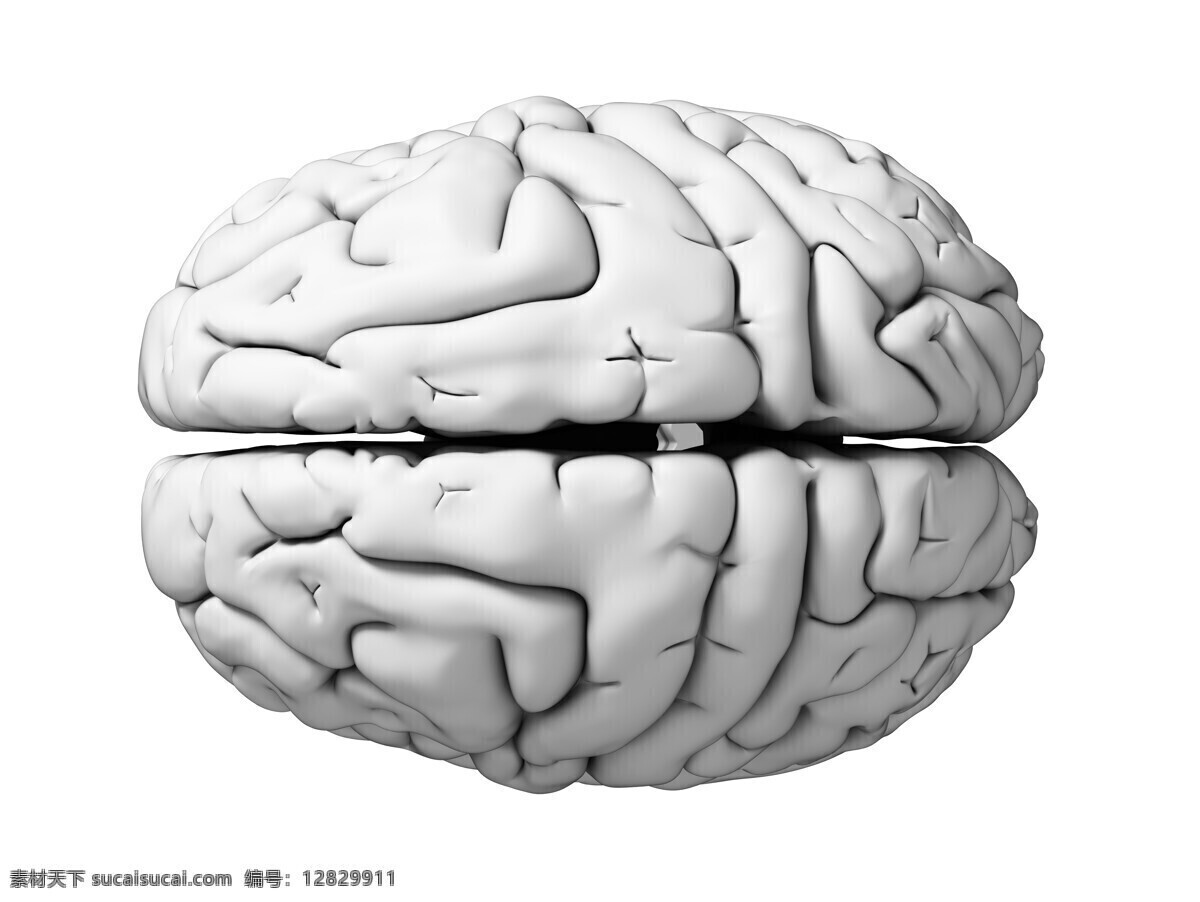 大脑 模型 大脑模型 创新思维 人体器官 人脑 人体器官图 人物图片