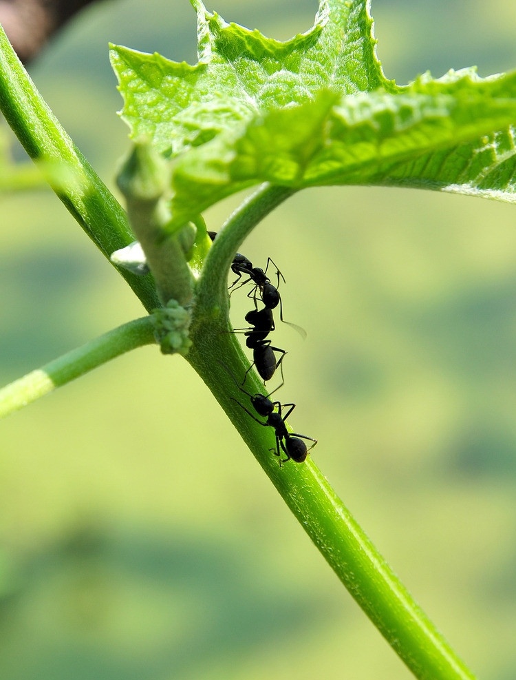 三只蚂蚁 昆虫 蚂蚁 微距 微观 绿叶 生物 生物世界