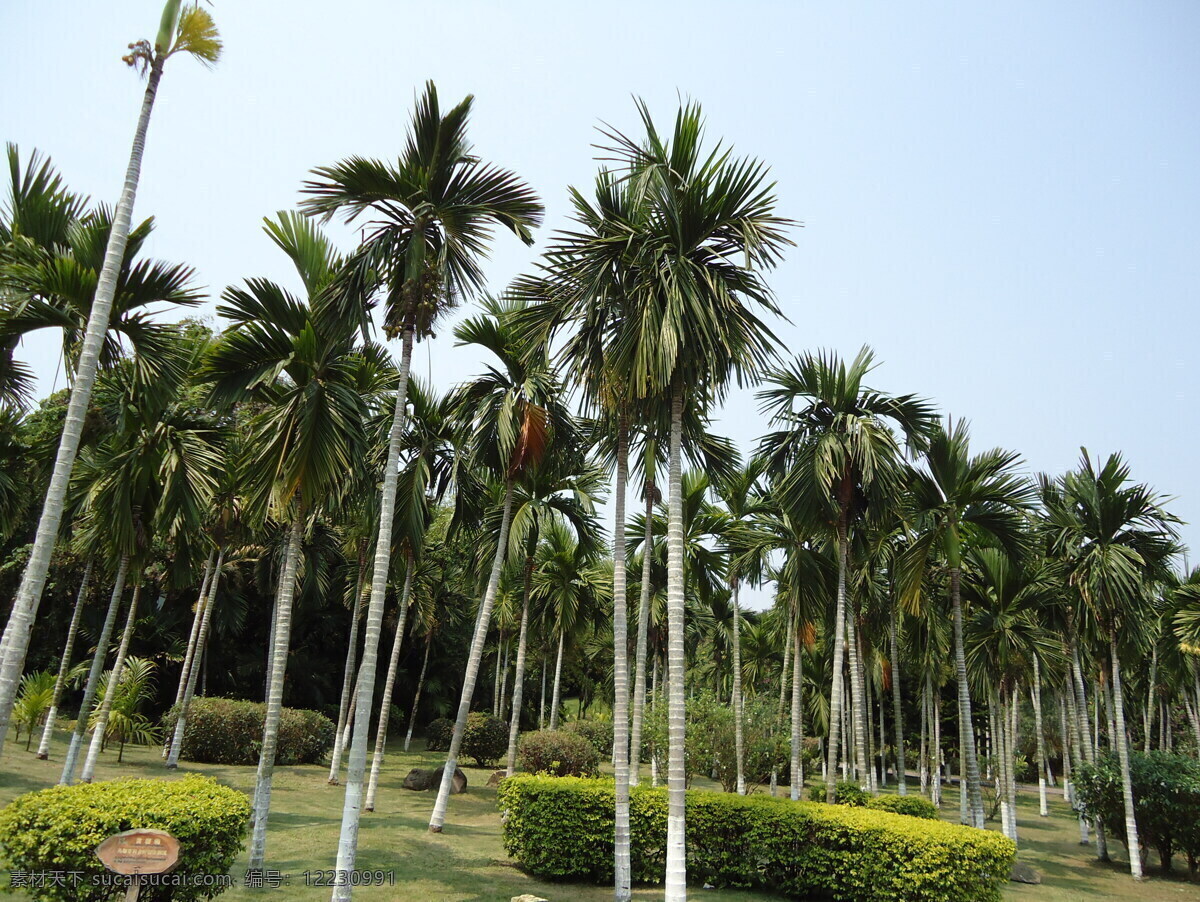 槟榔树 自然 植物 树 槟榔 风景 天空 树木树叶 生物世界