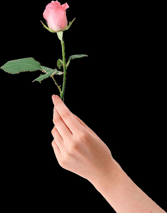 手 支 玫瑰花 美丽鲜花 花卉花草 漂亮花朵 玫瑰花素材 鲜艳花朵 花草植物 底纹背景 鲜花摄影 手拿 一支 粉色