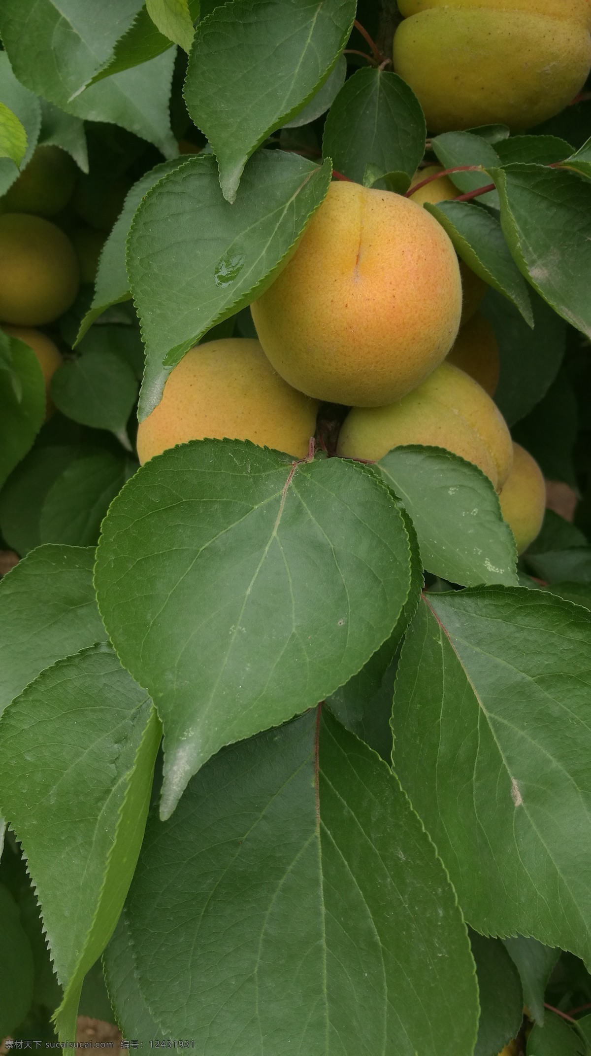 杏熟了 家乡的杏 麦收农忙季节 杏树 杏儿 杏黄了 麦熟时节 杏仁 摄影图 生物世界 水果