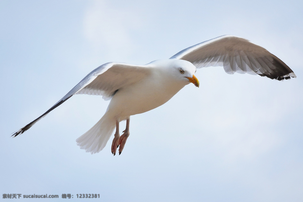 海鸥 larus canus 海鸟 水鸟 mew gul common gull 鸟类 鸟