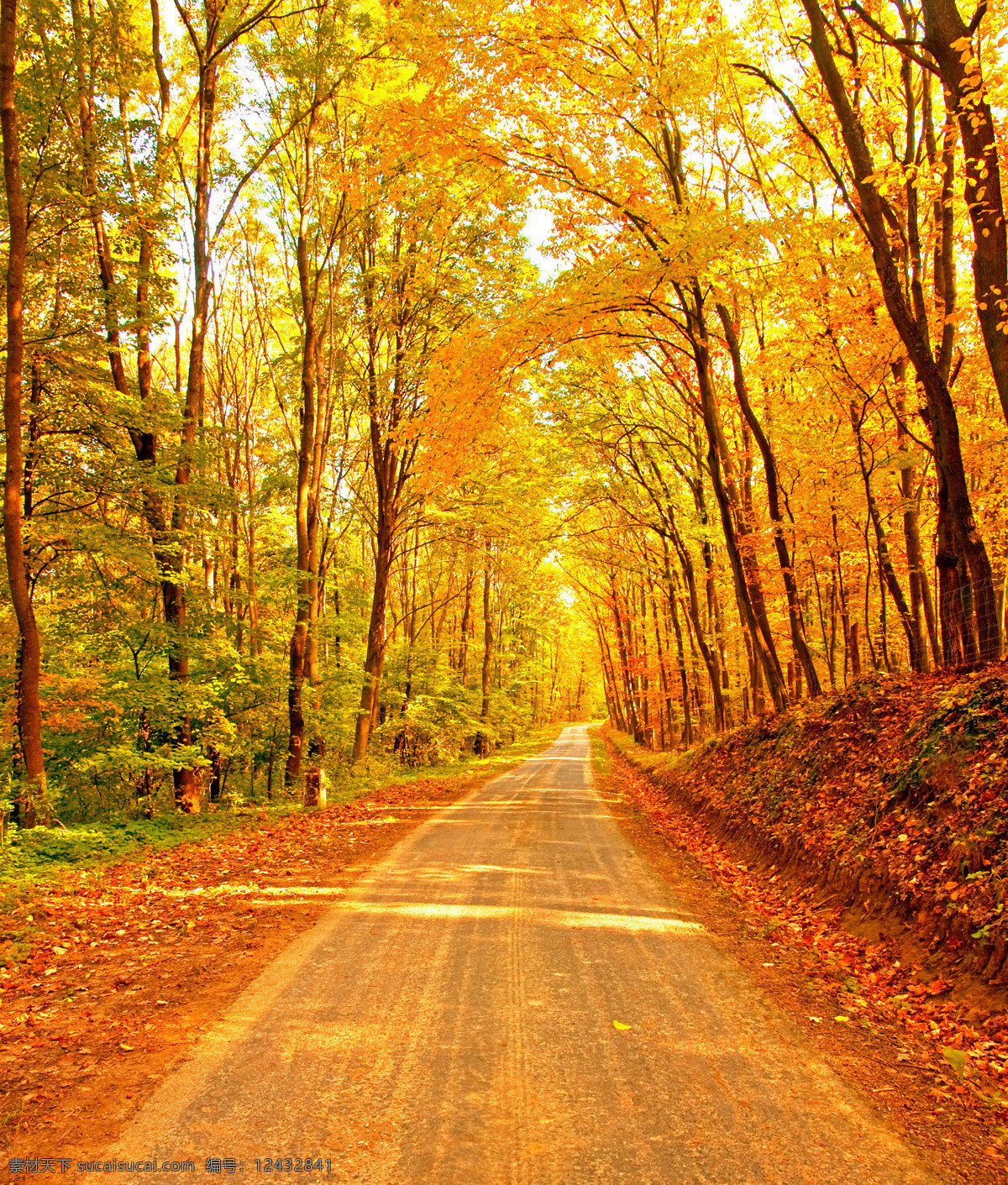 秋天 林间 小道 落叶 林间小道 小路 金花色的树叶 山水风景 风景图片
