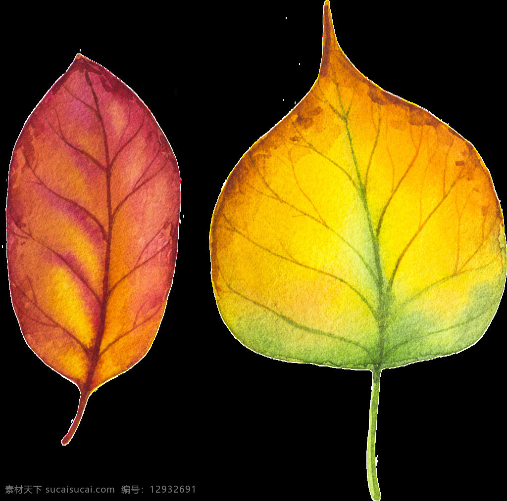 两 片 不同 种类 树叶 矢量 橙色 黄色 平面素材 设计素材 矢量素材 叶子 植物
