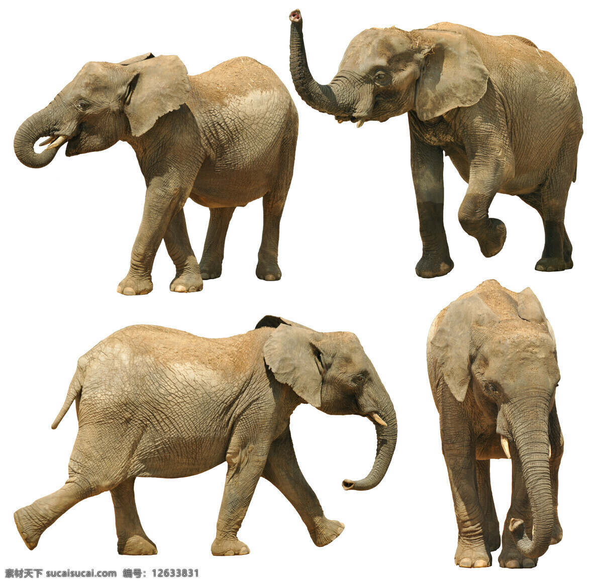 一群 大象 象 野生动物 动物世界 陆地动物 生物世界