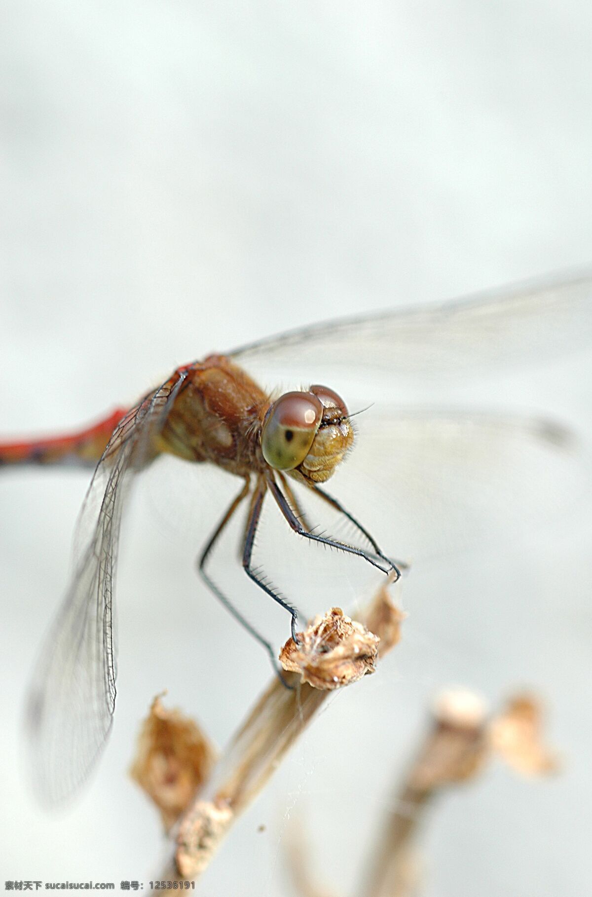 蜻蜓 昆虫 摄影图库 生物世界 特写 头部 枝叶 复眼 微观世界
